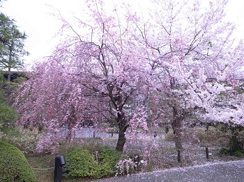 国立劇場の枝垂れ桜