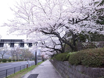 最高裁内堀の桜